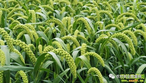 2018年蔬菜種植前景分析 哪些品種值得關(guān)注？